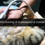 Biaya USG Kucing di Puskeswan & Dokter Hewan