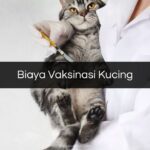 Biaya Vaksinasi Kucing